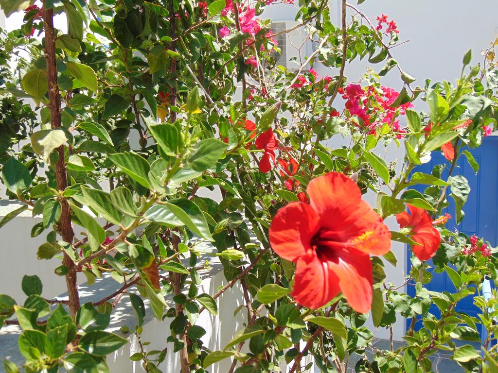 Le jardin de l'appartement